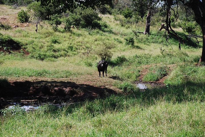 Unser letzter Büffel im Park