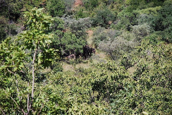 Sich aussergewöhnlich verhaltende Elefanten