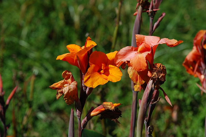 Orange Blumen im Caravanpark