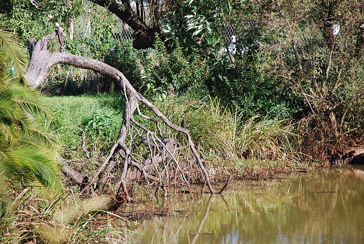 Nicht gerade das klarste Seelein, aber Lebensraum für einige Wasservögel