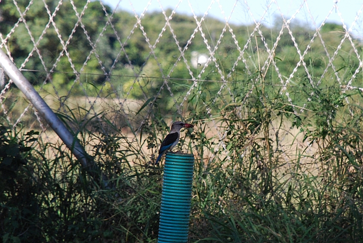Brown-hooded Kingfisher (Braunkopfliest) mit einem kleinen Snack