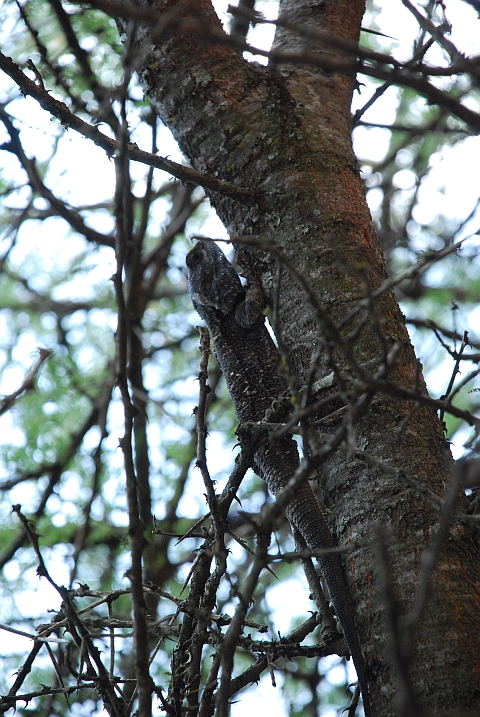 Eine gut getarnte Echse