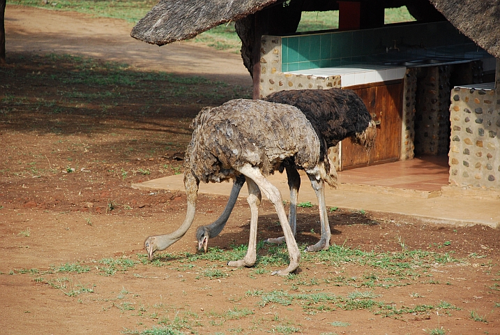 Strausse als Campingplatzbesucher