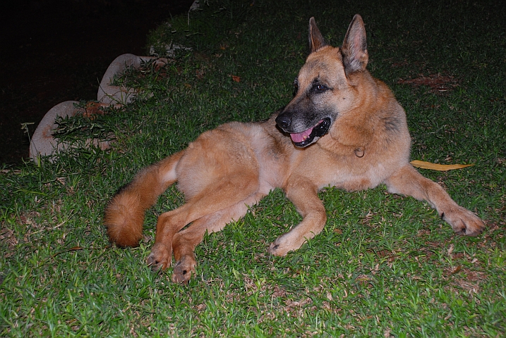 Ein Schäferhund als Bewacher