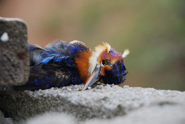Ein leider toter Malachite Kingfisher (Haubenzwergfischer)
