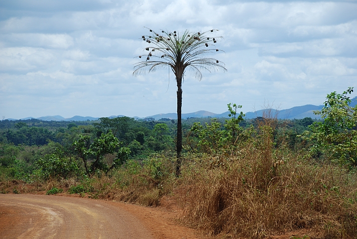 Webervögelnester kurz nach der Grenze bei Luvo