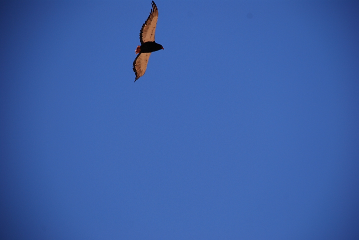 Bateleur (Gaukler) (f)