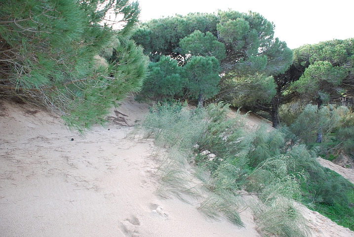 Kiefern werden von der Wanderdüne zugedeckt