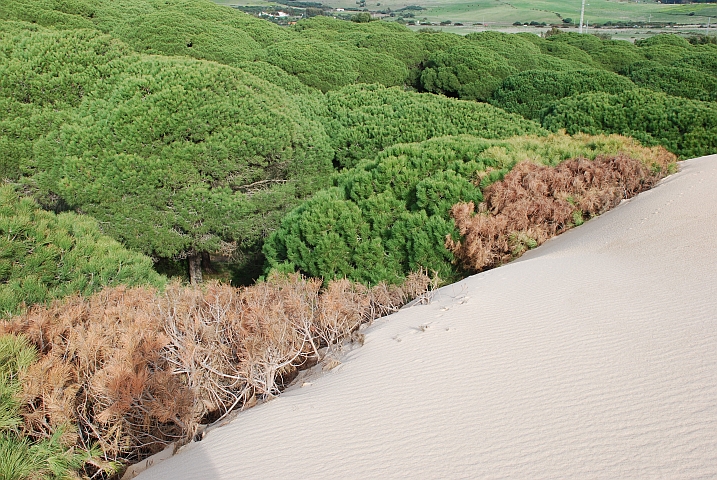 Wanderdüne bei Tarifa (Spanien), die sich langsam über die Kiefern “schiebt“