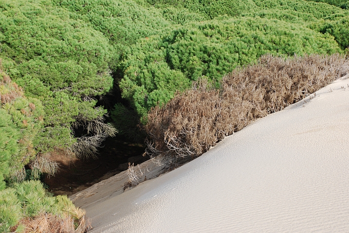 Wanderdüne bei Tarifa, die sich so langsam aber sicher über die Kiefern “schiebt“
