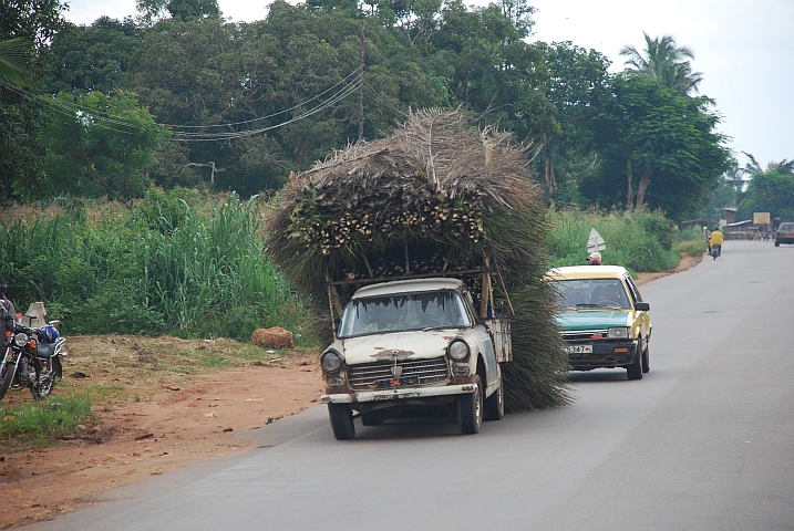 Motorisierter Igel, oder mit Palmblättern beladenes Fahrzeug