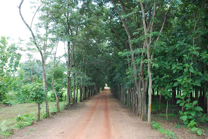 Allee zum ruhigen Zisterzienserkloster bei Parakou
