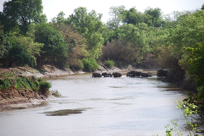 Elefanten durchqueren den Mouhoun (Schwarzer Volta) im Park Forêt des deux Balé