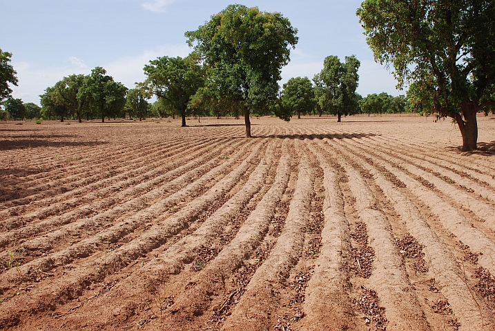 Hirseacker an der Piste von Houndé nach Sara