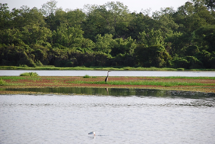Reiher auf dem Mare aux Hippopotames