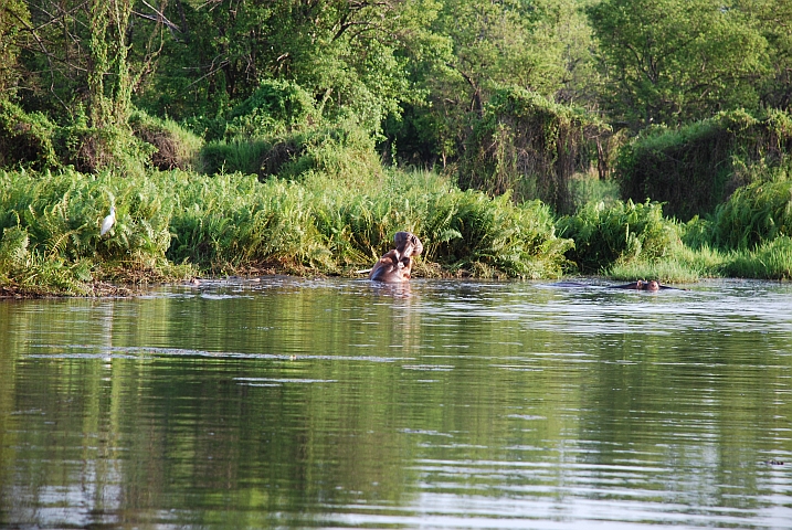 Wo ist der Koch und wo ist das Flusspferd?