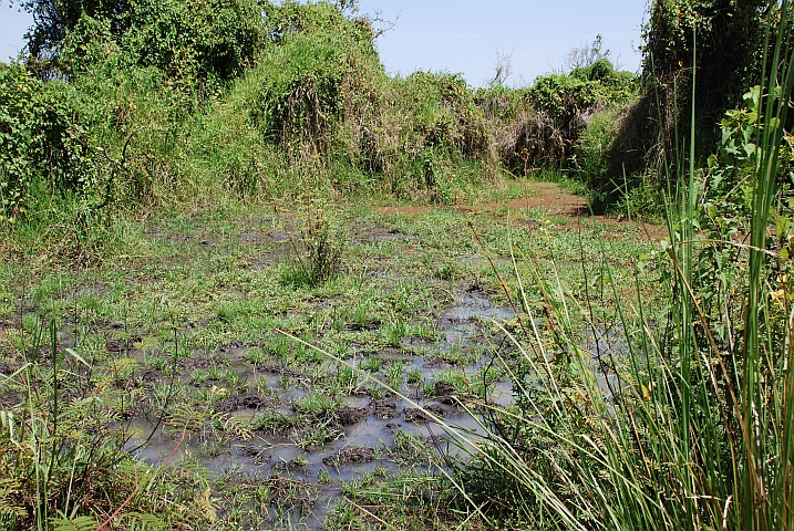 Hippospuren im Sumpf am Rand des Mare aux Hippopotames