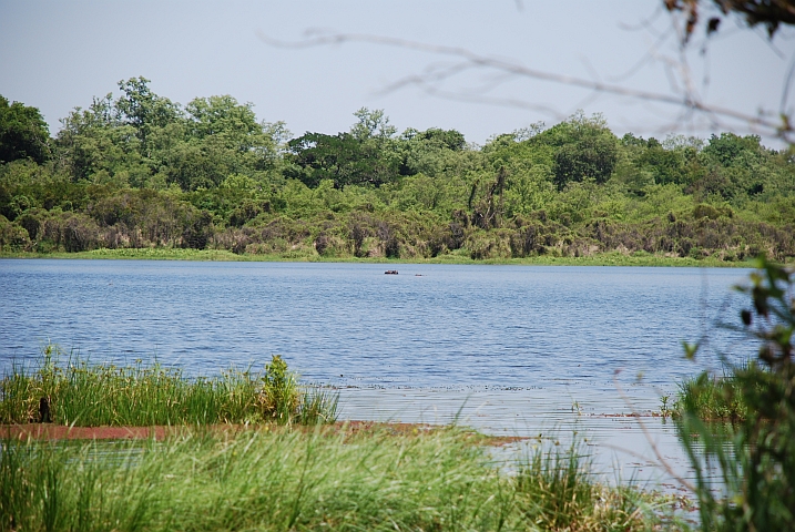 Flusspferde im Mare aux Hippopotames