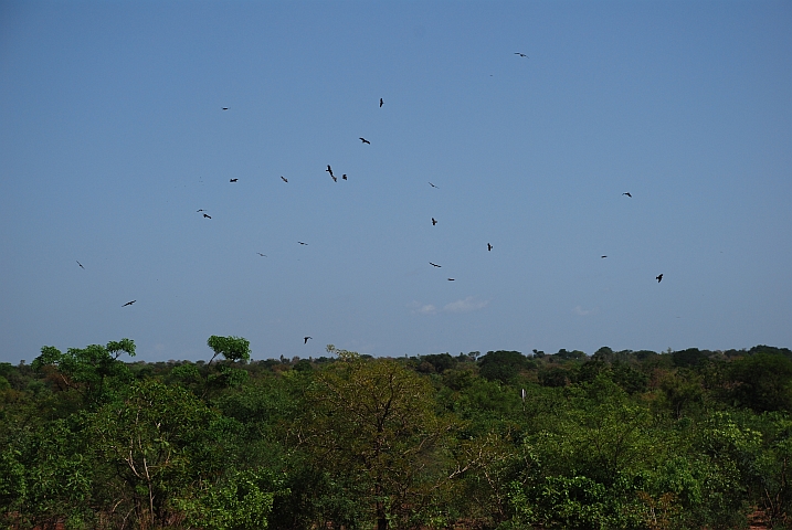 Wo viele Raubvögel fliegen gibt es auch viel Nahrung (zwischen Satiri und Bobo-Dioulasso)
