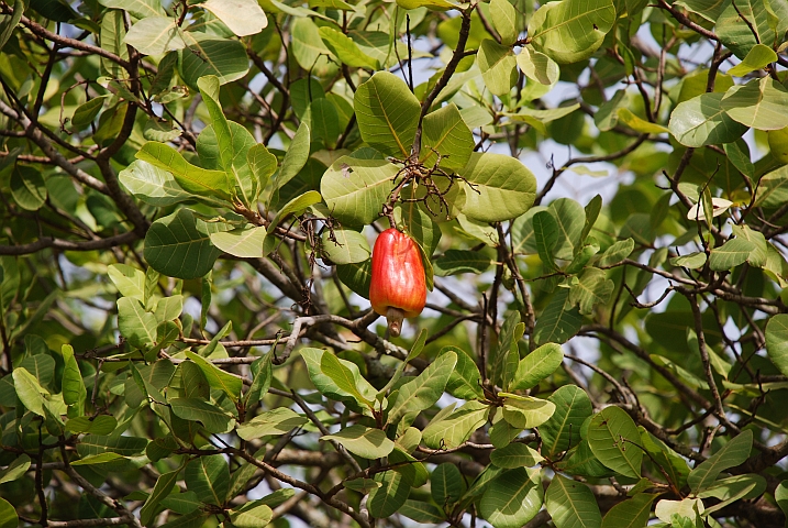 Cashew-Nuss mit Scheinfrucht (zwischen Orodara und Kankalaba)