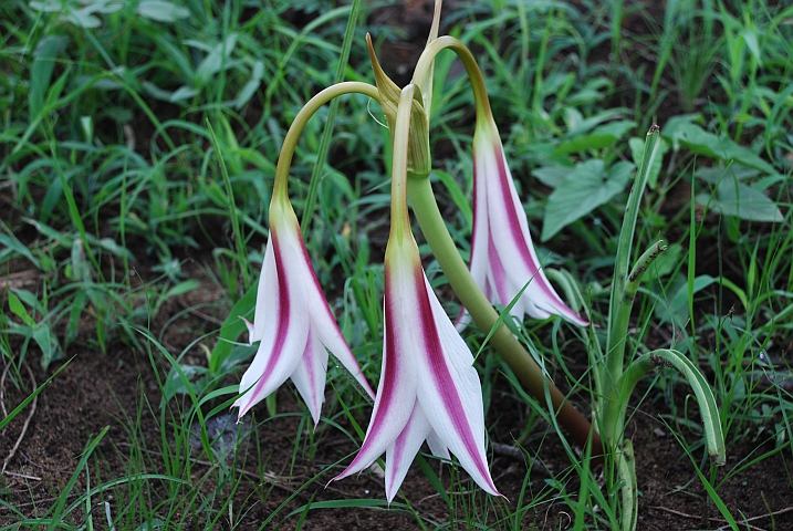 Offener Blütenstand