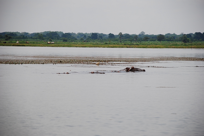 Flusspferde im Lac Tengréla bei Banfora