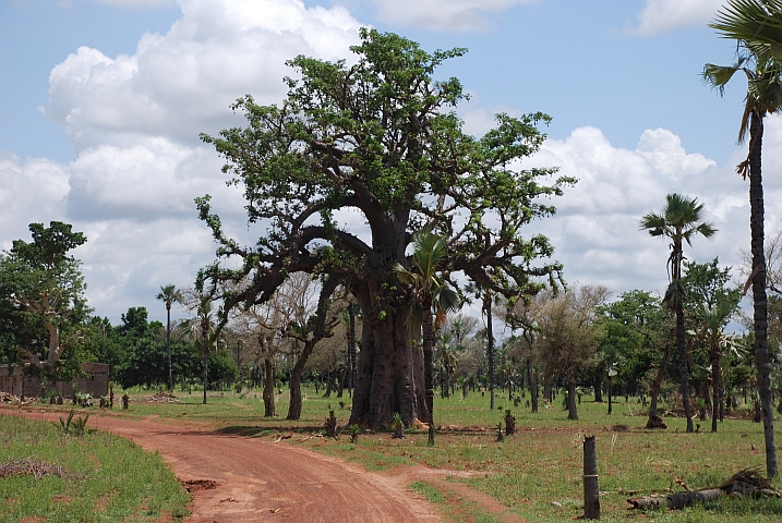 Baobab auf dem Weg zum Karfiguela Wasserfall bei Banfora
