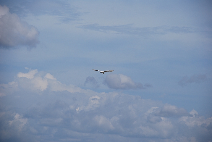 Great White Egret (Silberreiher) bei Banfora
