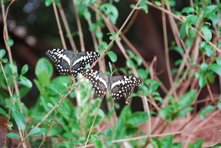 Schmetterlinge in der “Casa Africa“