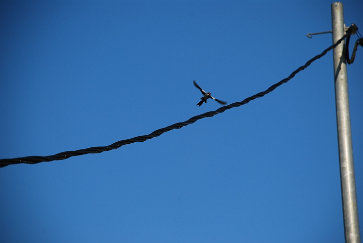 Pin-tailed Whydah (Dominikanerwitwe) im Final