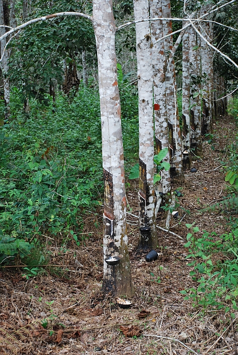 Kautschukplantage südlich von Mitzic