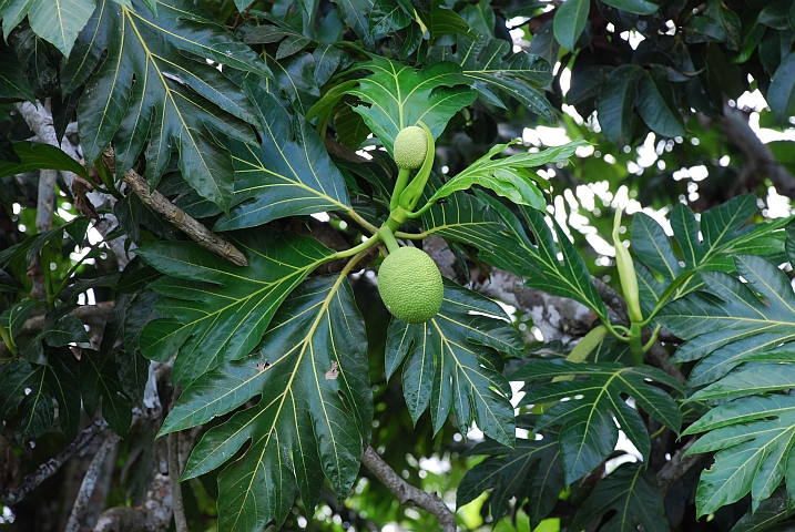 Brotfrucht
