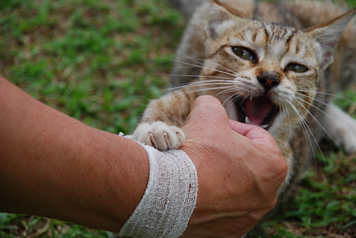 Kleine Schmusekatze in der Mission in Lambaréné