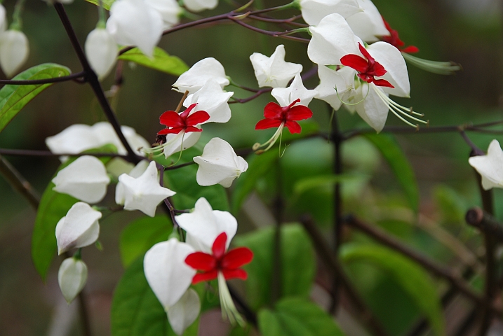 Im Blumengarten der Mission in Lambaréné