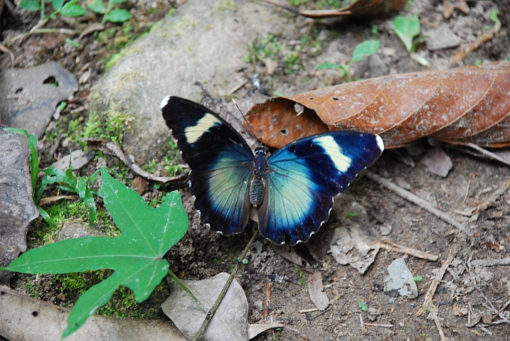 Schmetterling im Wald hinter der Mission in Lambaréné