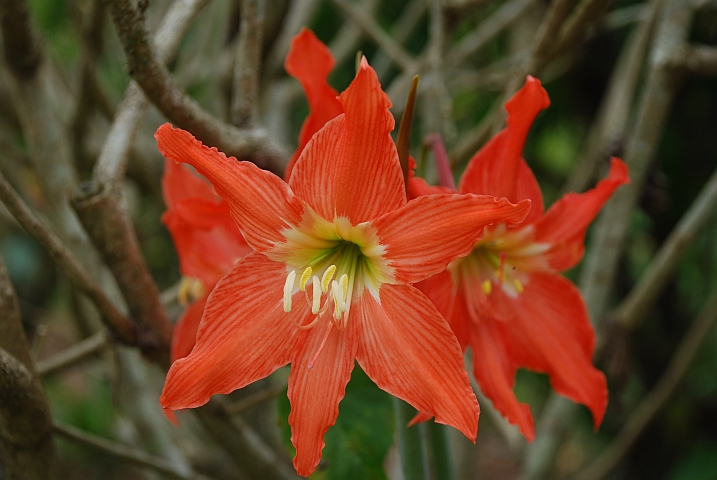 Im Blumengarten der Mission in Lambaréné