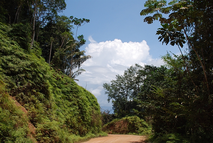 Schöne Urwaldpiste östlich von Alèmbé