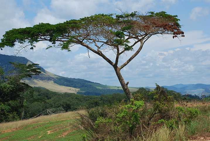 Savannenlandschaft mitten im Urwald zwischen Alèmbé und Ayem