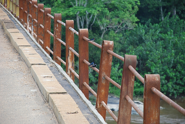 Red-chested Swallows (Singschwalben) auf der Brücke über den Ogooué bei Ayem