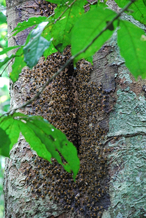 Natürlicher Bienenstock im Lopé Nationalpark