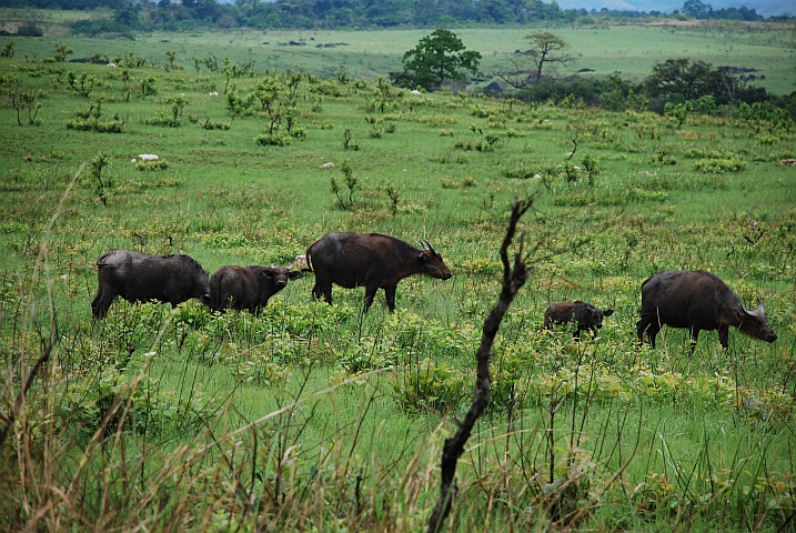 Waldbüffel im Lopé Nationalpark