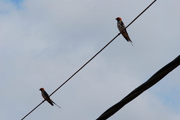 Lesser Striped Swallows (Maidschwalben)