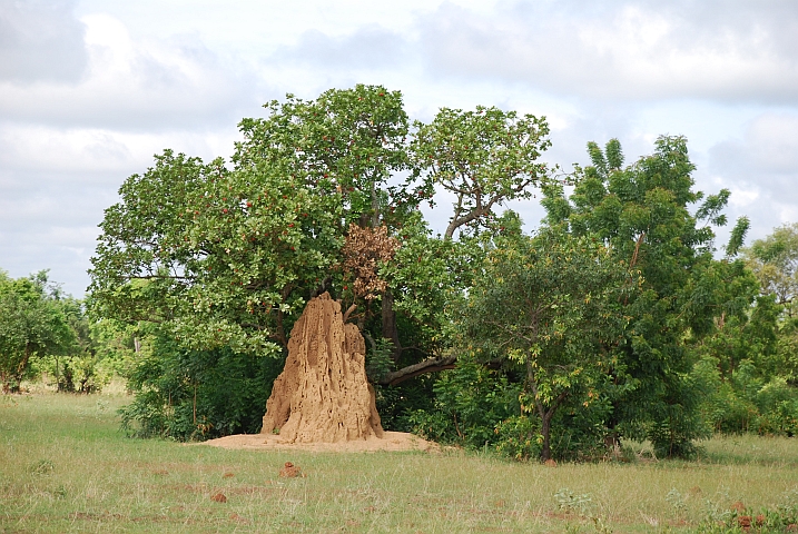Termitenhügel im Upper West