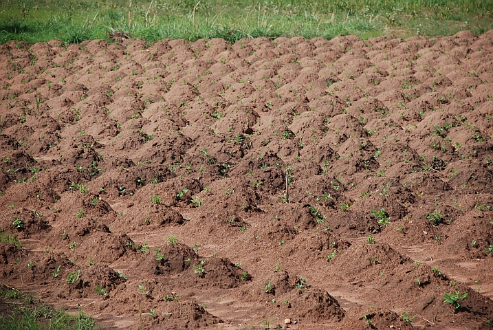 Ackerbau im Nordwesten