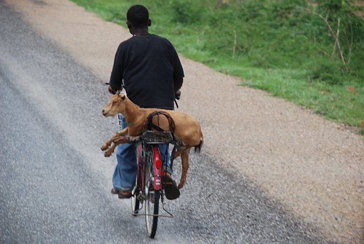 Fahrrad Ziegentransport