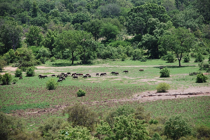 Eine kleine Büffelherde zieht vorüber