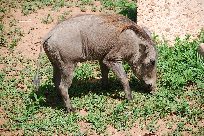 Heute aber hübsch gekämmt, Frau Warzenschwein!