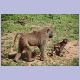 Pavianmutter und -kind im Mole Nationalpark