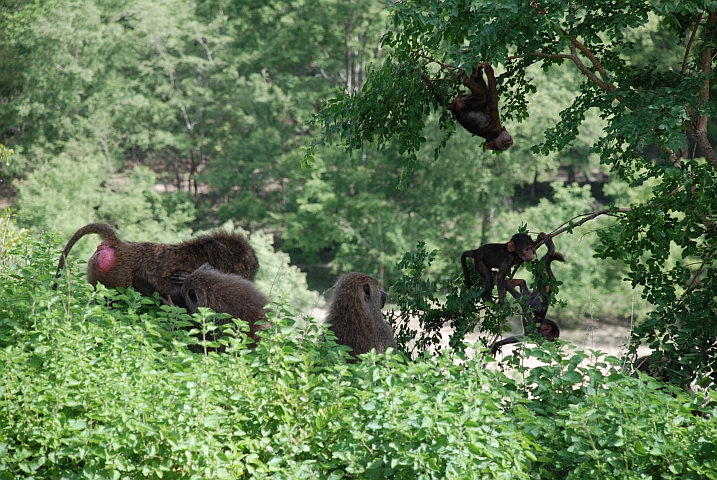 Sippen-Idylle: Paviane schauen zu wie drei ihrer Jungen in den Ästen rumturnen