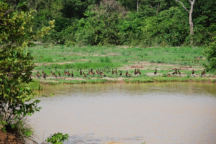 White-faced Duck (Witwenpfeifgänse) im Mole Nationalpark